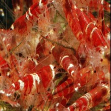 Caridina cf. RED CRYSTAL C 1cm