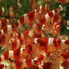 Caridina cf. RED CRYSTAL A 1,5cm