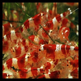 Caridina cf. RED CRYSTAL A 1,5cm